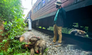 Sri Lanka train derailed after smashing into elephants - World